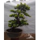 Lohansung Cincuan (Podocarpus sp)